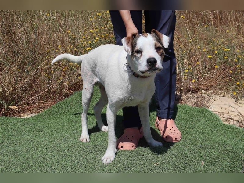 Gabru, Mix Jack Russel Terrier / Boxer , lieb und verträglich