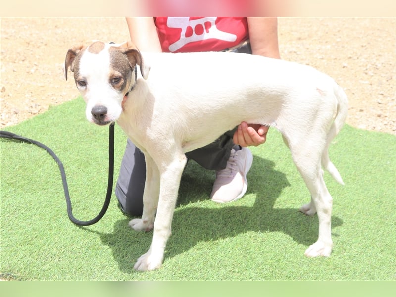 Gabru, Mix Jack Russel Terrier / Boxer , lieb und verträglich