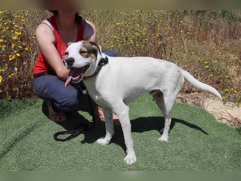 Gabru, Mix Jack Russel Terrier / Boxer , lieb und verträglich