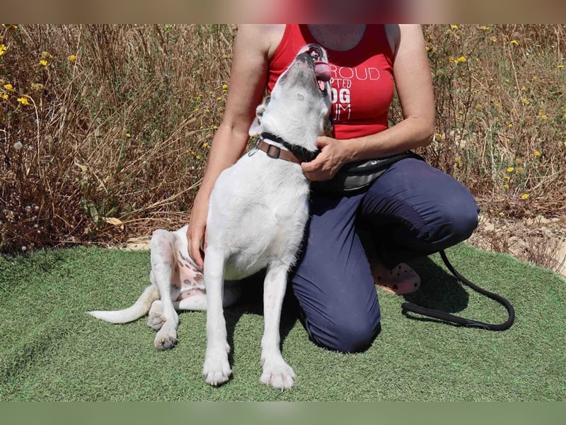 Gabru, Mix Jack Russel Terrier / Boxer , lieb und verträglich