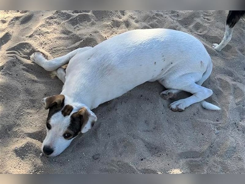 Gabru, Mix Jack Russel Terrier / Boxer , lieb und verträglich