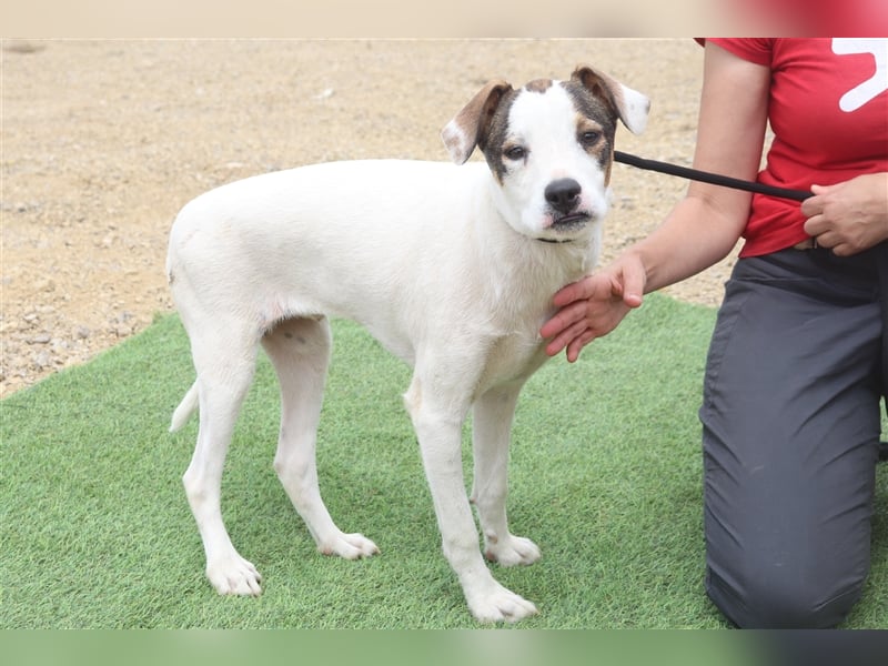 Gabru, Mix Jack Russel Terrier / Boxer , lieb und verträglich