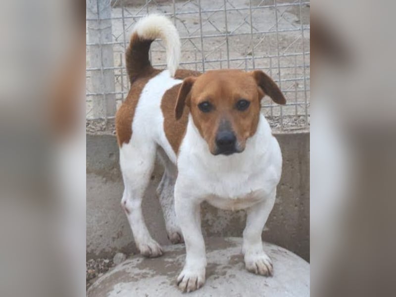 Kleiner Hund wartet bislang vergebens