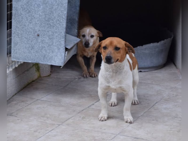 Kleiner Hund wartet bislang vergebens