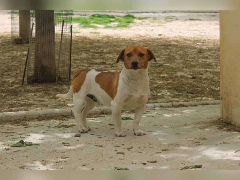 Kleiner Hund wartet bislang vergebens
