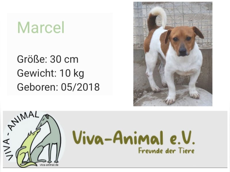 Kleiner Hund wartet bislang vergebens
