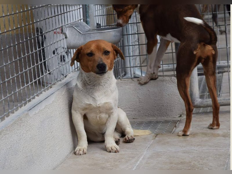 Kleiner Hund wartet bislang vergebens
