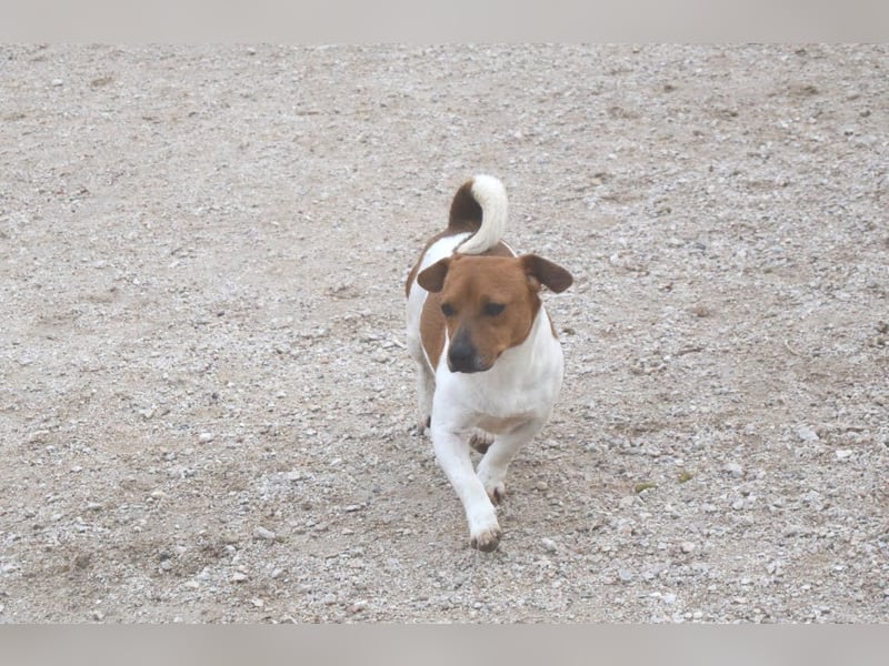 Kleiner Hund wartet bislang vergebens