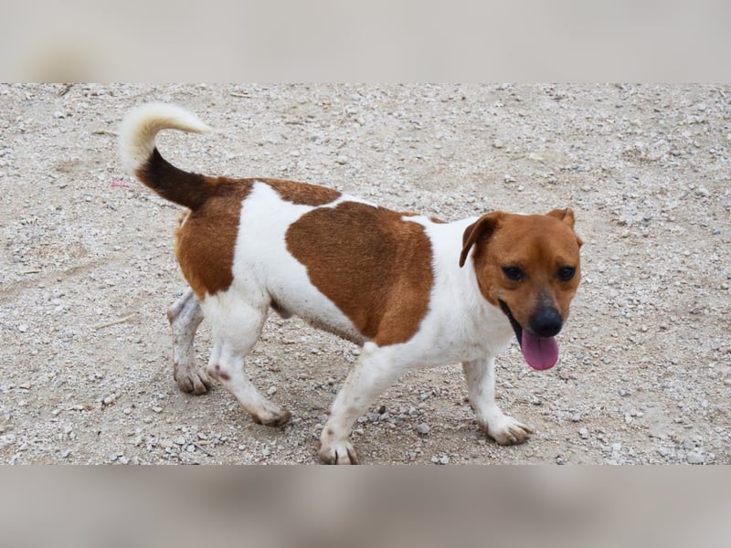 Kleiner Hund wartet bislang vergebens