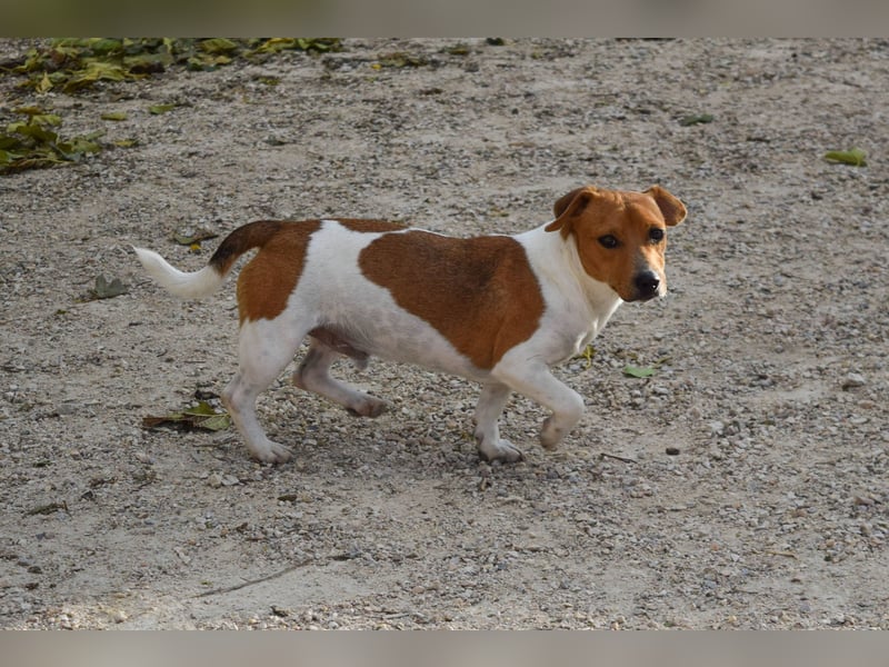 Kleiner Hund wartet bislang vergebens