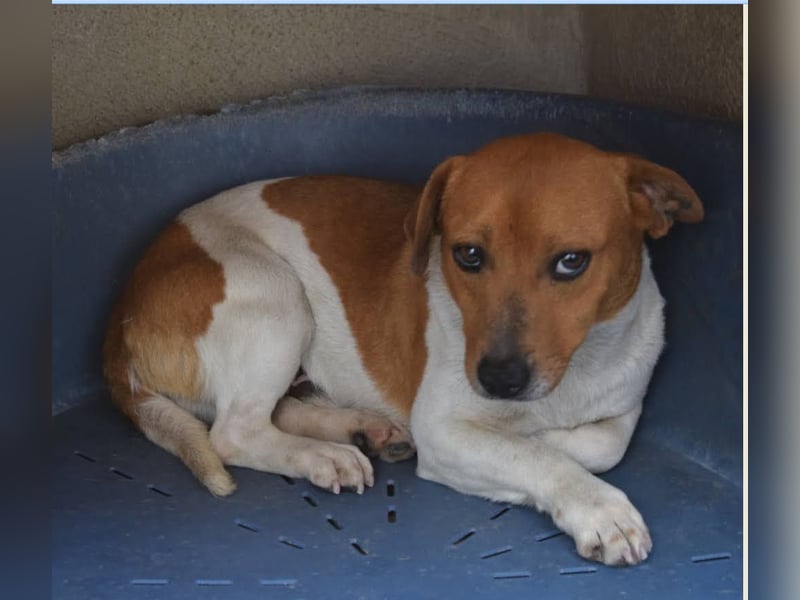 Kleiner Hund wartet bislang vergebens