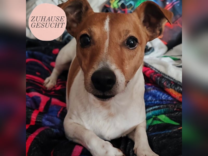 Süßfratz Brik sucht ein Zuhause ❤️