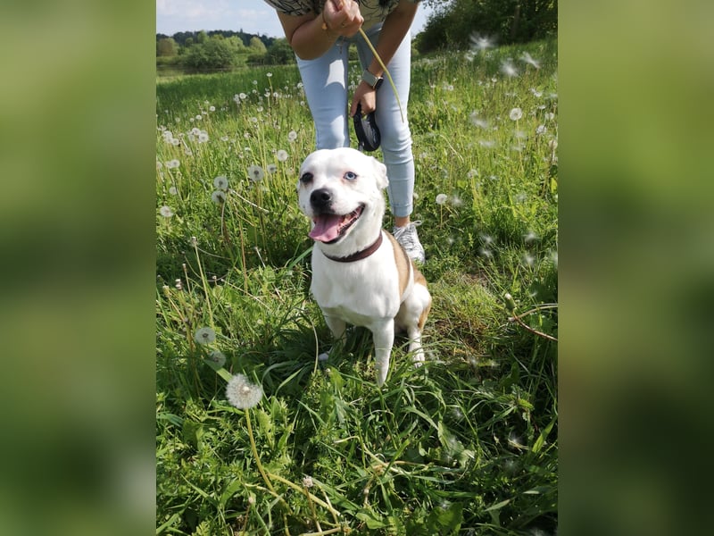 Otis sucht ein neues Zuhause