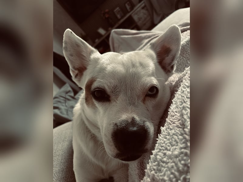Otis sucht ein neues Zuhause