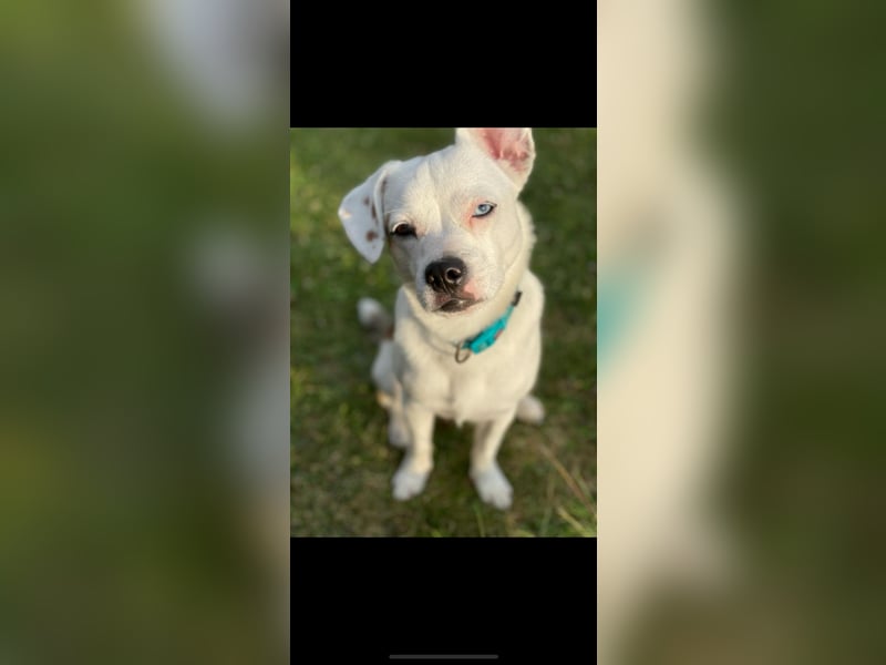 Otis sucht ein neues Zuhause