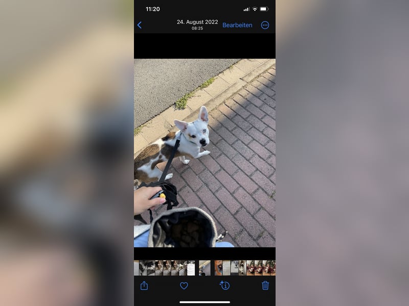 Otis sucht ein neues Zuhause