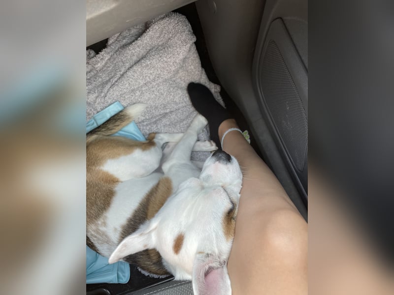 Otis sucht ein neues Zuhause