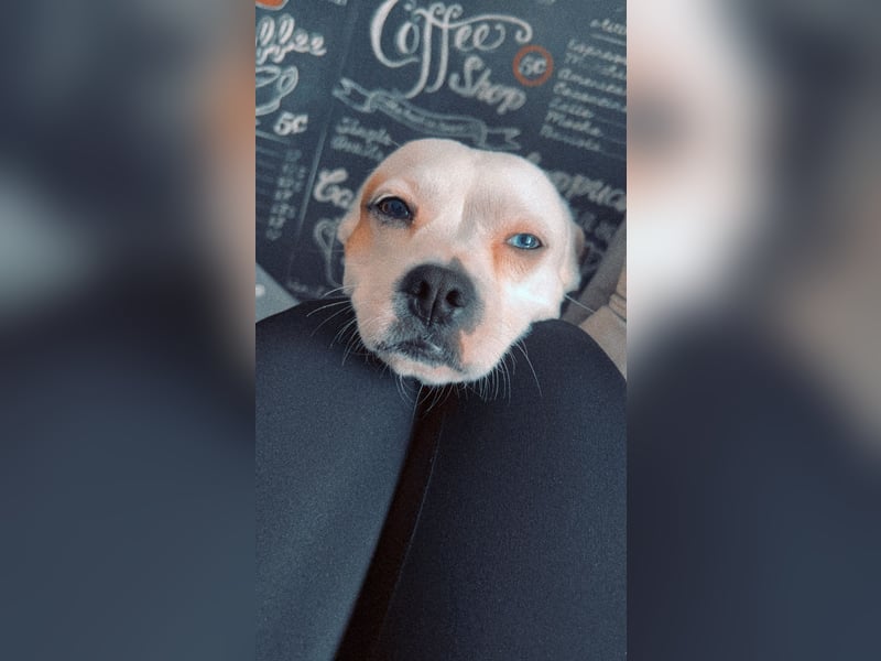Otis sucht ein neues Zuhause