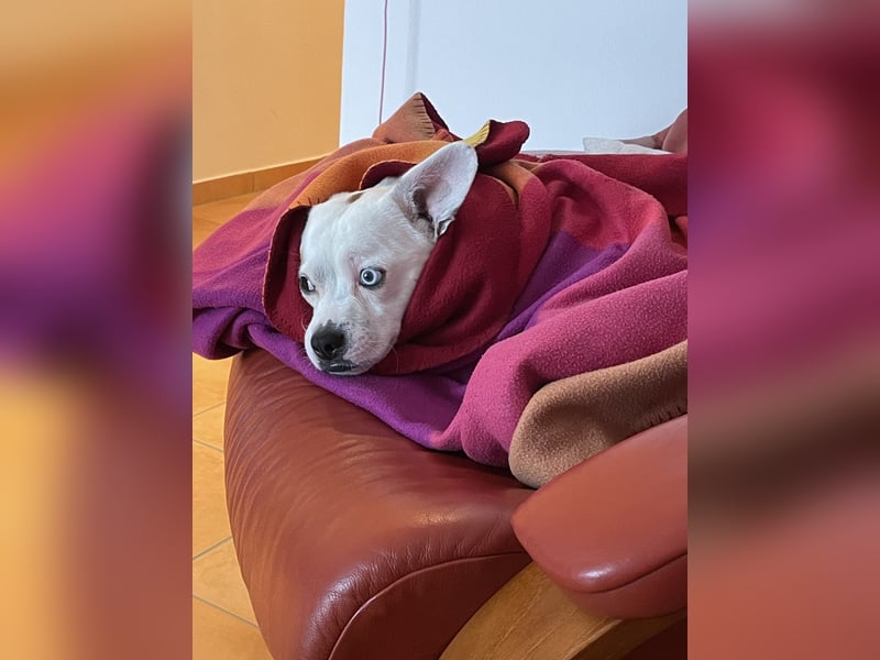 Otis sucht ein neues Zuhause