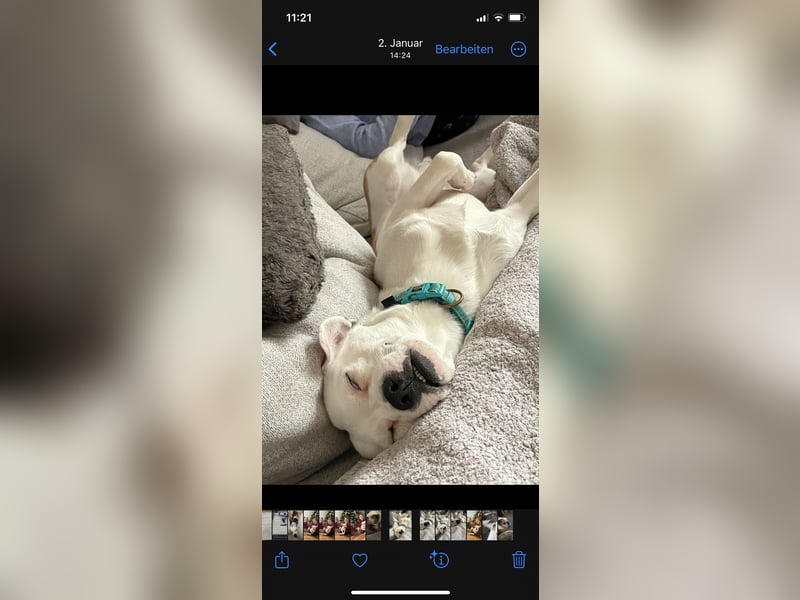 Otis sucht ein neues Zuhause