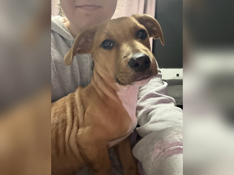 AYAX Jack Russel Mischling 6 Monate