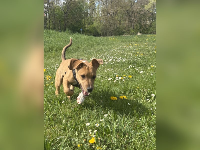 AYAX Jack Russel Mischling 6 Monate