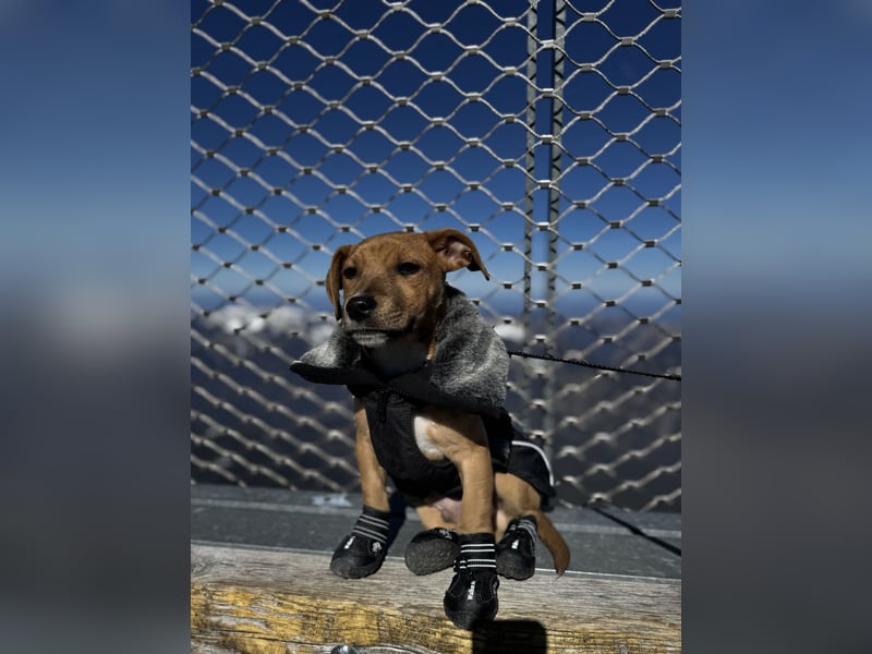 AYAX Jack Russel Mischling 6 Monate