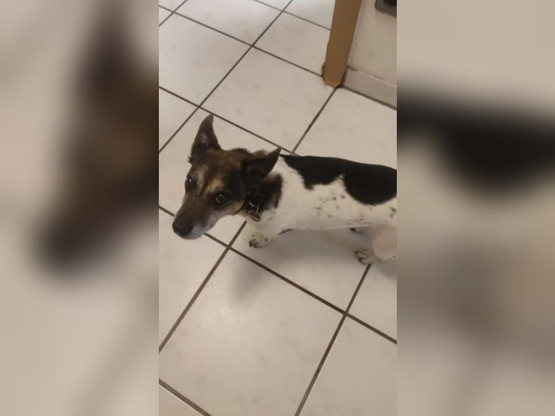 Milo - aktiver Senior sucht Zuhause