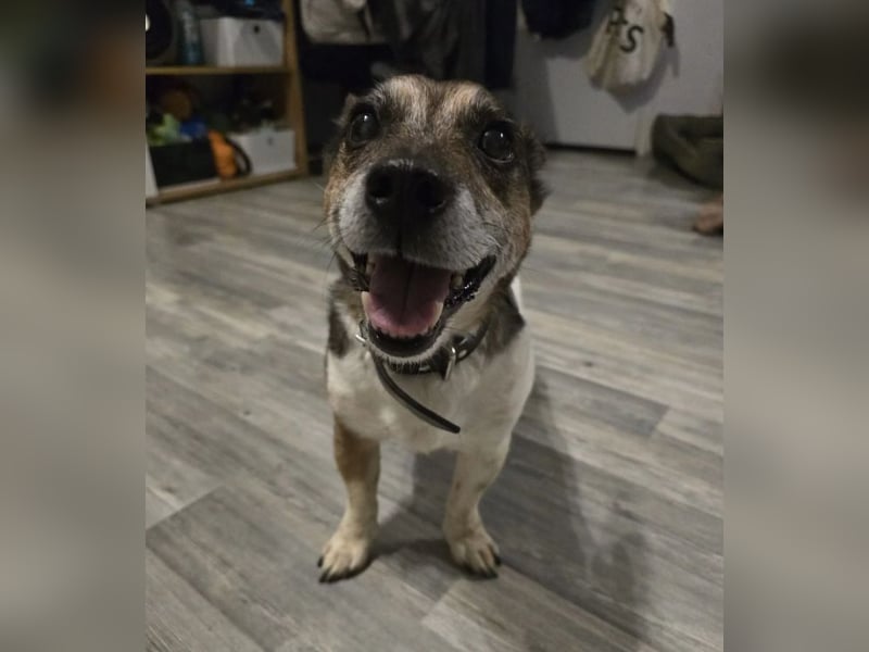 Milo - aktiver Senior sucht Zuhause