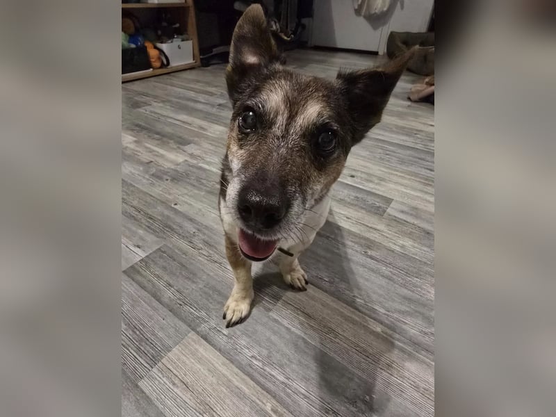 Milo - aktiver Senior sucht Zuhause