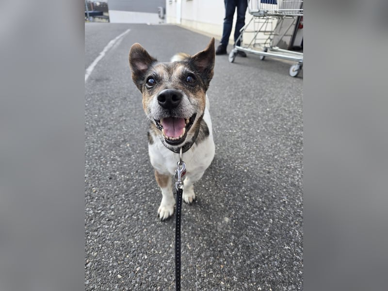 Milo - aktiver Senior sucht Zuhause
