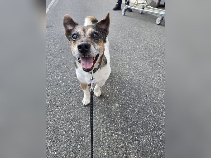 Milo - aktiver Senior sucht Zuhause