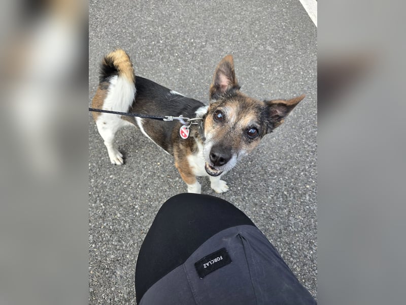 Milo - aktiver Senior sucht Zuhause