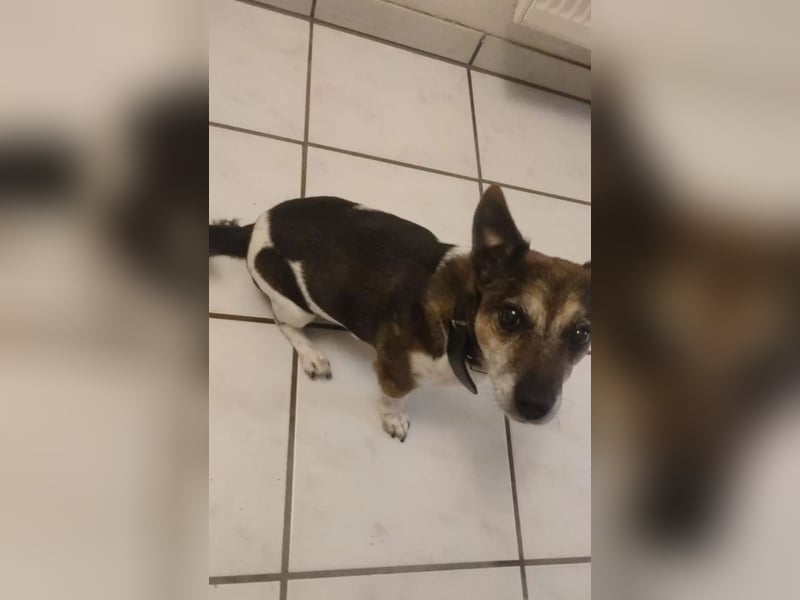 Milo - aktiver Senior sucht Zuhause