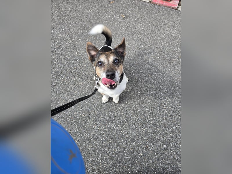 Milo - aktiver Senior sucht Zuhause