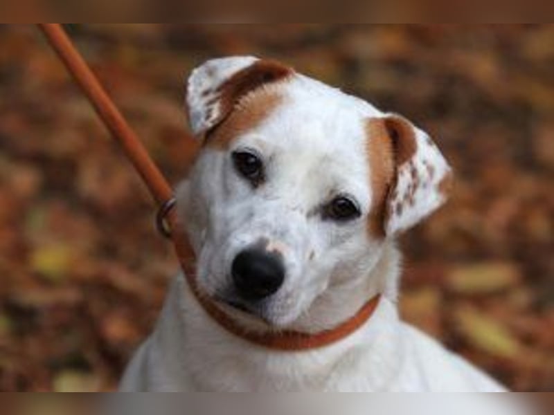 Update: Rusty sucht aktives Zuhause