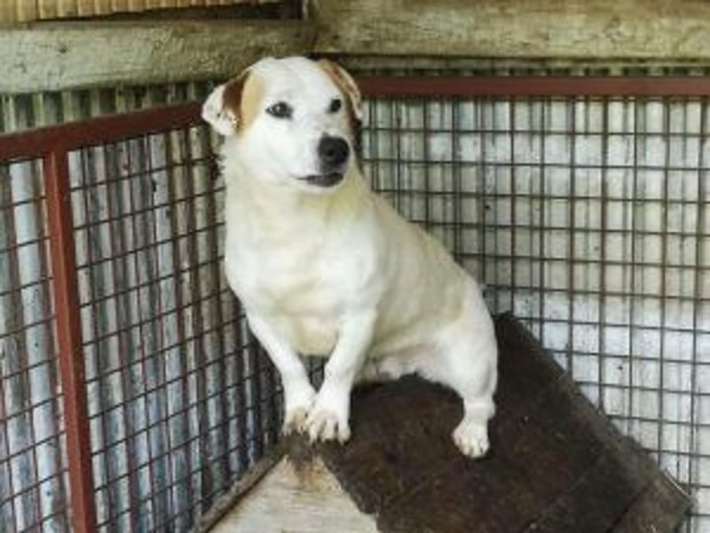 Update: Rusty sucht aktives Zuhause