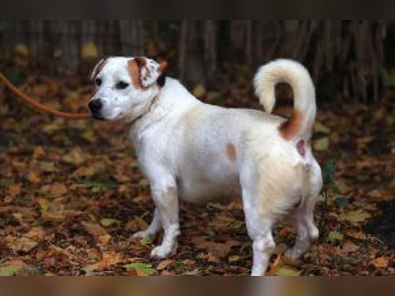Update: Rusty sucht aktives Zuhause