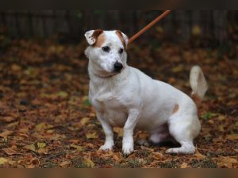 Update: Rusty sucht aktives Zuhause
