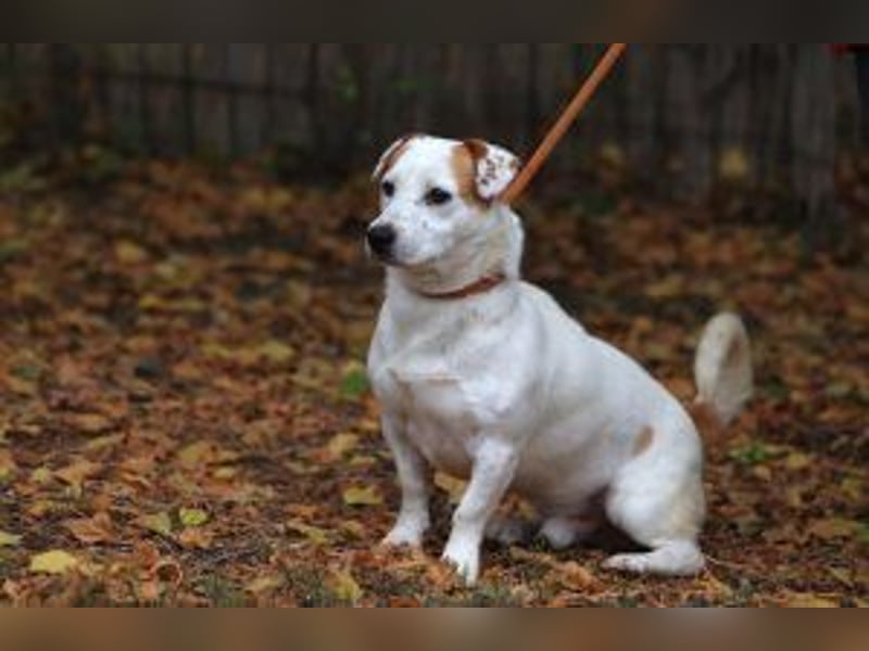 Update: Rusty sucht aktives Zuhause