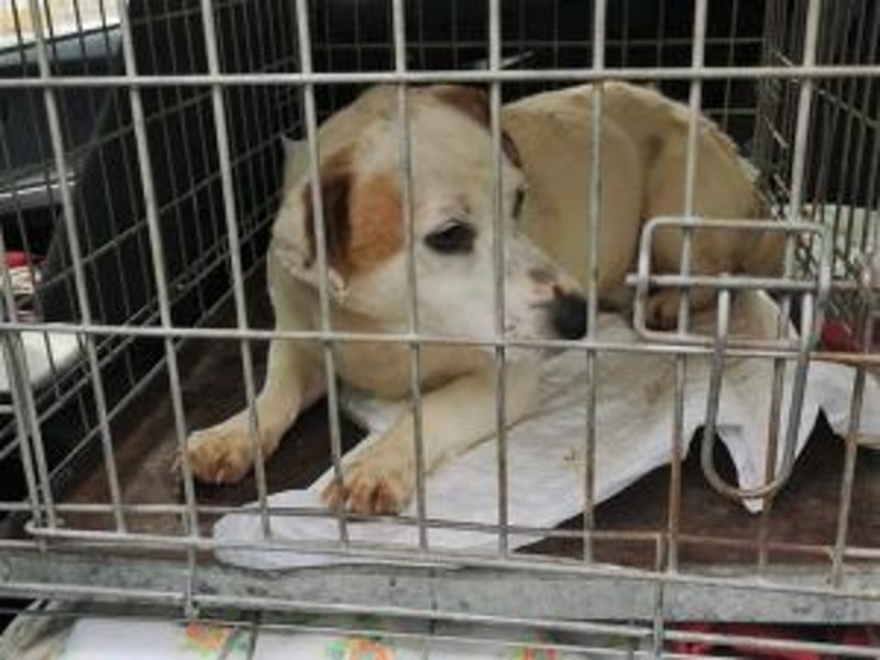 Update: Rusty sucht aktives Zuhause