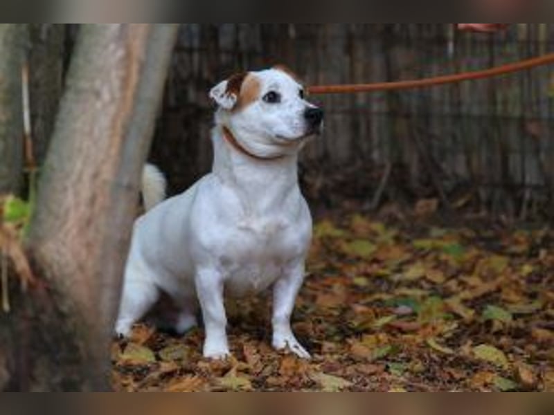 Update: Rusty sucht aktives Zuhause