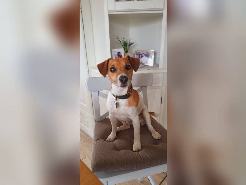 Kluger, bildhübscher Jack Russell Terrier Rüde