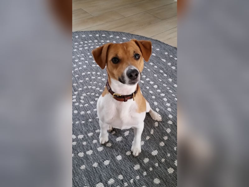 Kluger, bildhübscher Jack Russell Terrier Rüde