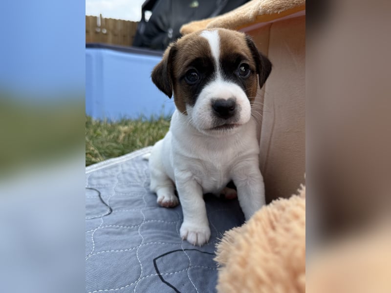 Jack Russel Terrier Welpen mit Stammbaum