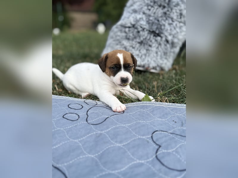 Jack Russel Terrier Welpen mit Stammbaum