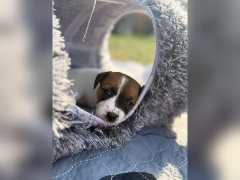 Jack Russel Terrier Welpen mit Stammbaum