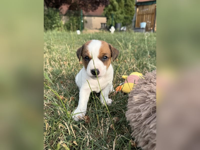 Jack Russel Terrier Welpen mit Stammbaum
