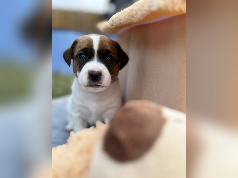Jack Russel Terrier Welpen mit Stammbaum