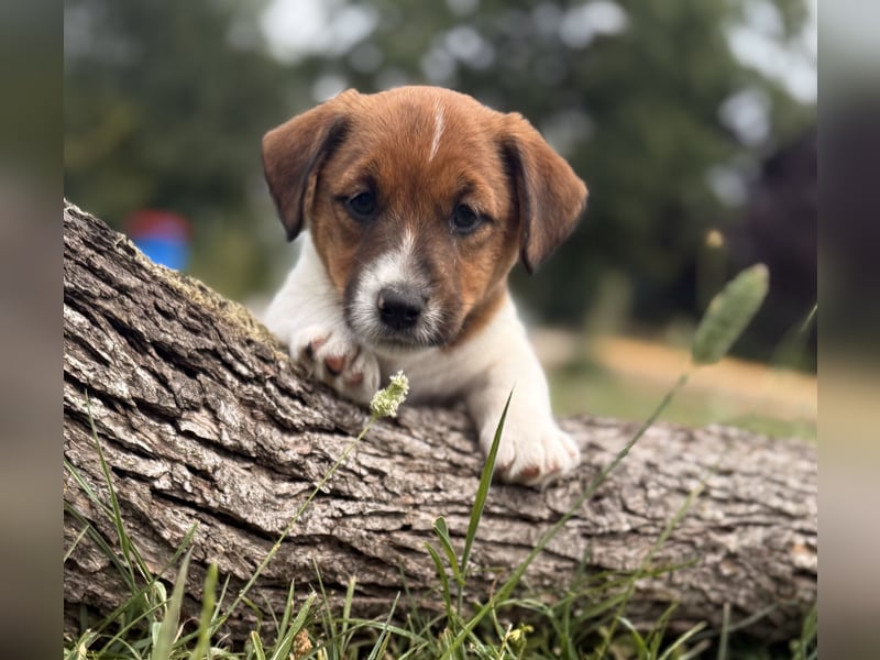 Jack Russel Terrier Welpen mit Stammbaum